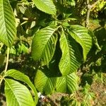 Aesculus pavia Leaf