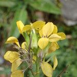 Coincya monensis Floare