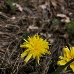 Scorzonera austriaca Flor