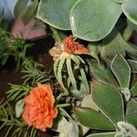 Portulaca grandiflora 花