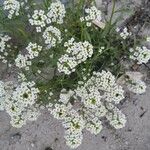 Lobularia maritimaFlor