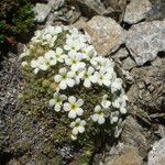 Androsace pubescens Habitatea