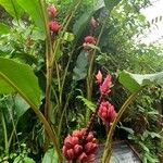 Musa velutina Fruto