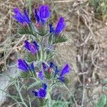 Echium sabulicolaപുഷ്പം