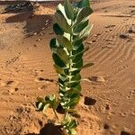 Calotropis procera आदत