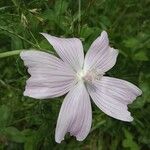 Malva tournefortiana Blüte