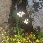 Cyclamen balearicum Blomst