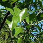 Ziziphus jujuba Leaf