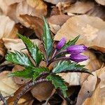 Cardamine glanduligera Fuelha