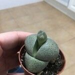 Pleiospilos nelii Leaf