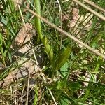 Ophrys insectifera Leaf