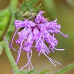 Liatris squarrosa Kukka