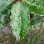 Elaeagnus × submacrophyllaLeaf