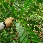 Picramnia latifolia Blatt