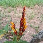 Sanchezia oblonga Flower