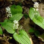 Maianthemum bifolium Цветок