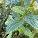 Digitalis grandifloraLapas