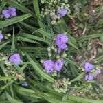 Tradescantia occidentalis Flor
