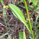 Erigeron strigosus Leaf