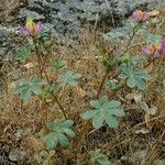 Lupinus stiversii 整株植物