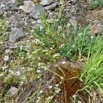 Arabidopsis halleri Buveinė