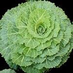 Brassica oleracea Folha