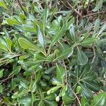 Pittosporum heterophyllum叶