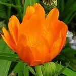 Calendula stellata Fleur