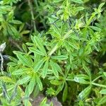 Galium maritimum Leaf