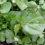 Nasturtium officinale Levél