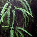 Nephrolepis pectinata Folha