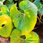 Farfugium japonicum Folha