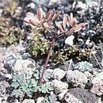 Lomatium martindalei ᱛᱟᱦᱮᱸ