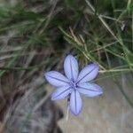 Aphyllanthes monspeliensis Flower