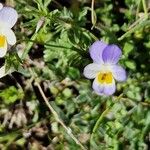 Viola kitaibeliana Blüte