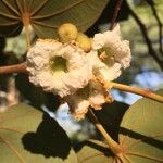 Piliostigma thonningii Fruit