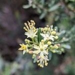 Leionema phylicifolium Blüte