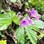 Cardamine pentaphyllos Flor