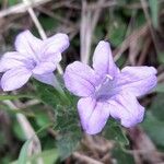 Ruellia erythropus Çiçek
