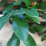 Ficus assamica Leaf