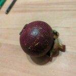 Garcinia mangostana 果實