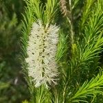 Melaleuca armillaris Blomma