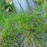 Carex eburnea आदत