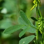 Trigonella officinalis Leht