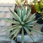 Agave macroacantha Ліст