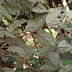 Diospyros onanae List