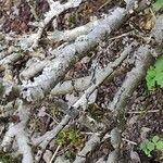 Salix lanata Escorça