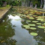 Victoria amazonica Yaprak