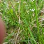 Thesium rostratum Flower