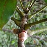 Acropogon pilosus 樹皮